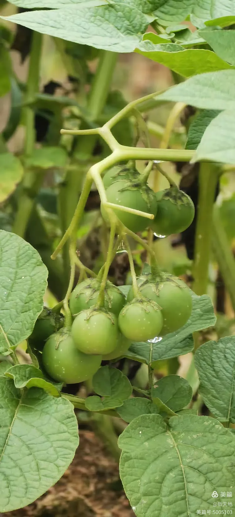 植物观赏 马铃薯果实